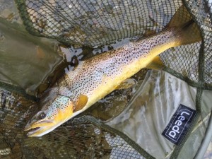 Brown Trout River Clyde