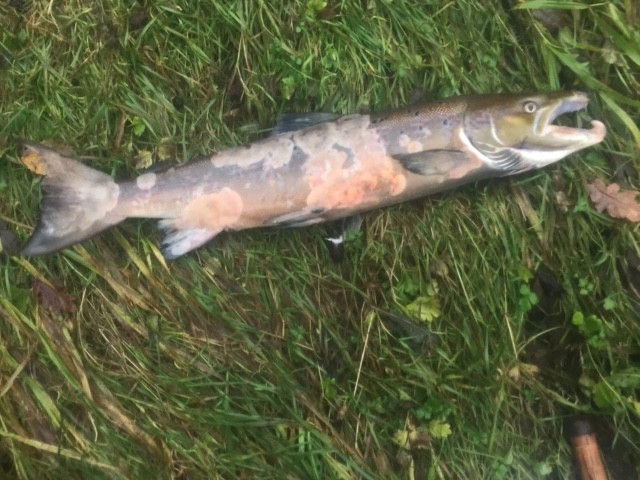 Fly Fishing Bermersyde